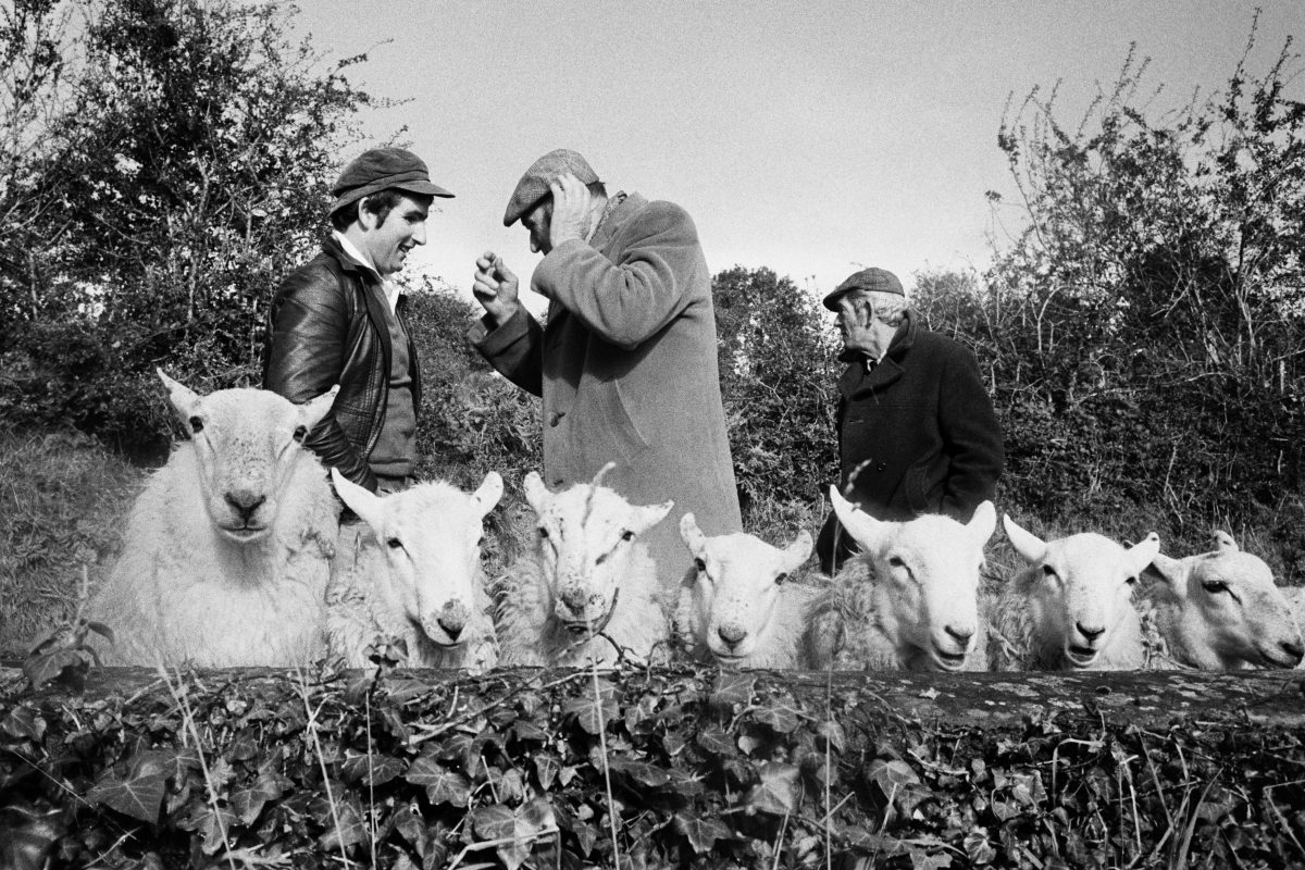 Martin Parr Manor Hamilton Sheep Fair County Leitrim 1981